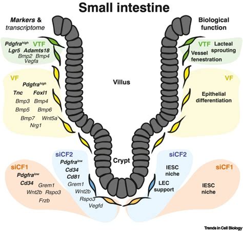 The Diverse Nature Of Intestinal Fibroblasts In Development Homeostasis And Disease Trends In