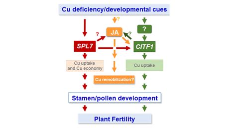 科学网—plant Cell：cit1和spl7调控拟南芥的花粉育性 郝兆东的博文