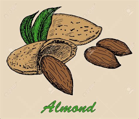 Almond Drawing At Getdrawings Free Download