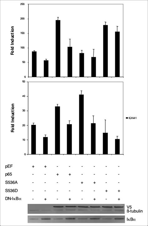 Phosphorylation Of Rela P On Serine Defines An I B Independent