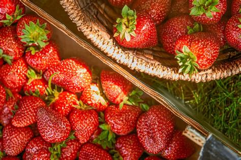 Fertilizing Strawberries For Higher Yields And Healthy Plants