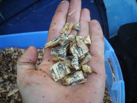 observation: white rot fungi variation (fungi forum at permies)