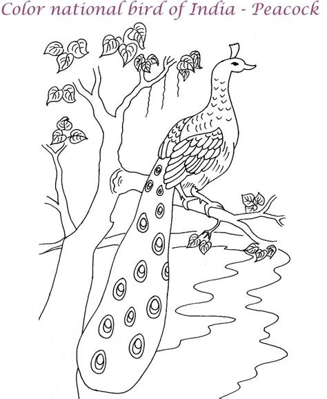 Peacock printable coloring page for kids