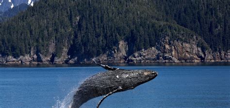 Atrakcje Alaski Najwi Kszych Atrakcji Stanu Alaska Niceland