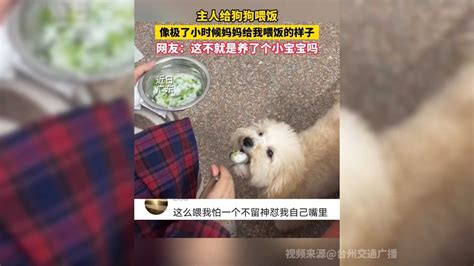 主人给狗狗喂饭网友像极了小时候妈妈给我喂饭的样子 凤凰网视频 凤凰网