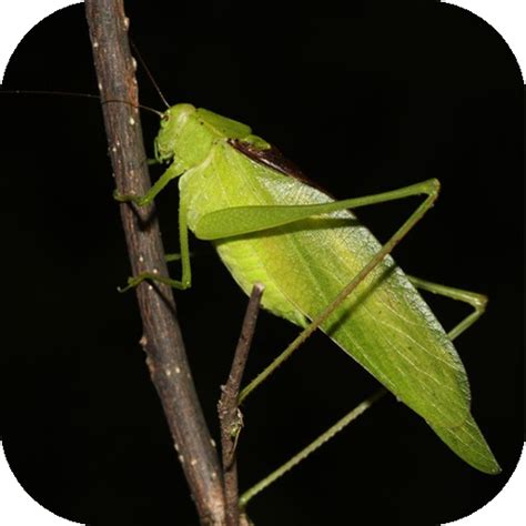 Katydid Sounds - Apps on Google Play