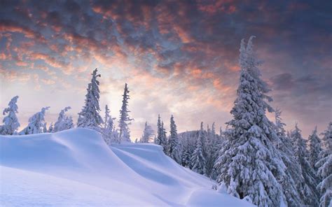 Fondos De Pantalla Pinos Cubiertos De Nieve En Las Monta As Cubiertas