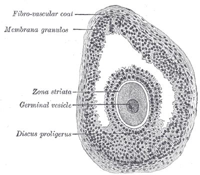 Ovarian follicle - wikidoc