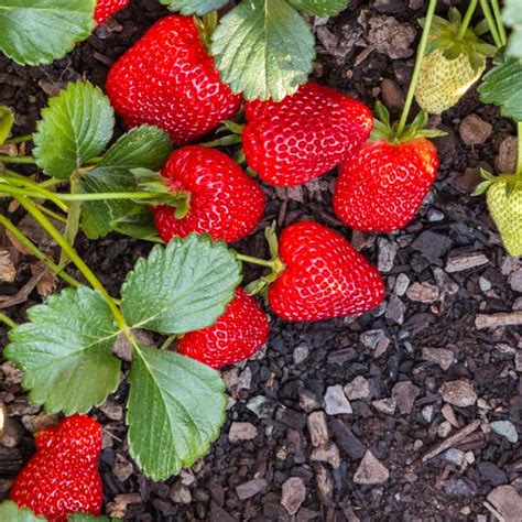 10 Bare Root Plants Seascape Everbearing Strawberry Best Flavor