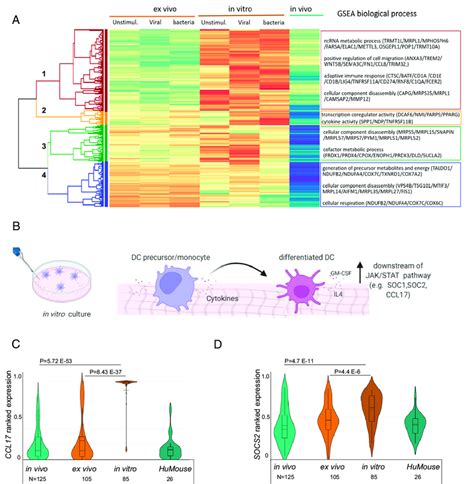 In Vitro Derived Dcs Are Primed For Activation By Pathogen A Heatmap