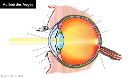 Aufbau Des Menschlichen Auges Lasikon