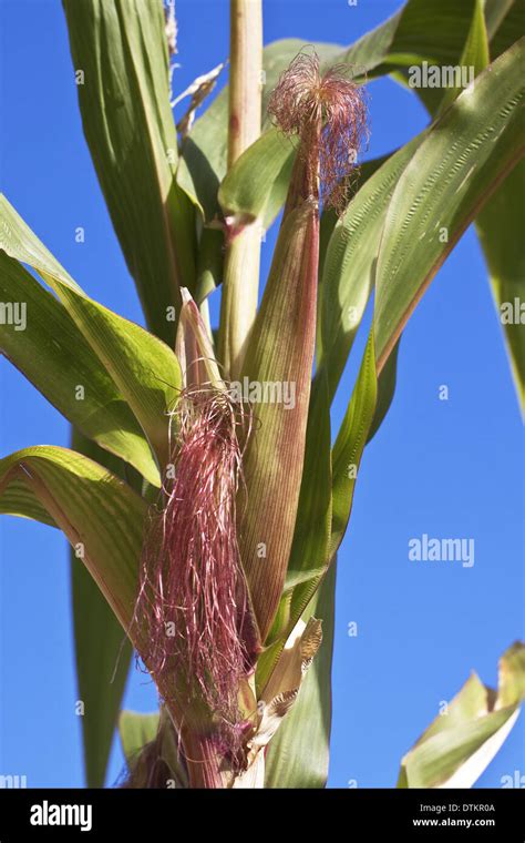 Genetically Modified Corn Stock Photo Alamy