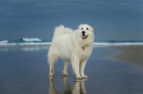 20 Surprising Great Pyrenees Facts Hepper