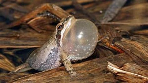 Jeepers Creepers Do You Hear The Spring Peepers Pei Tree Frogs