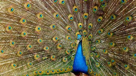 Beautiful Peacock With Open Wings Birds HD desktop wallpaper ...