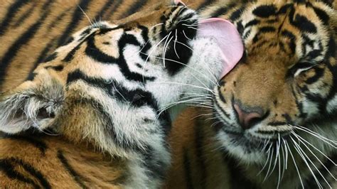 Tiger Cubs Kissing