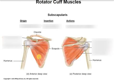 Muscles Of The Rotator Cuff Diagram Quizlet Hot Sex Picture