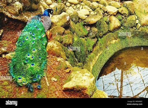 Rear Of Peacock High Resolution Stock Photography And Images Alamy