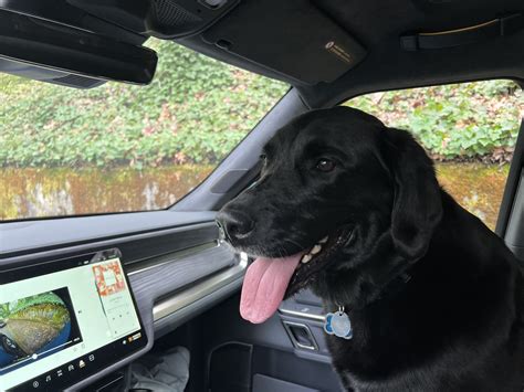 Dog Proofingaccommodating Rivian Forum R1t R1s R2 R3 News Specs