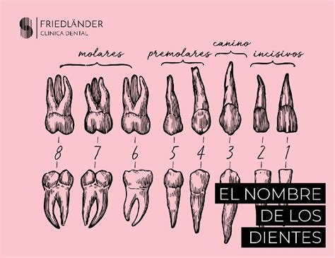 Maxilar inferior La mandíbula El palacio de los dientes uDocz