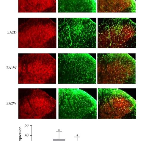 Effect Of Ea Treatment On Spinal Il 1β Expression On Astrocytes In