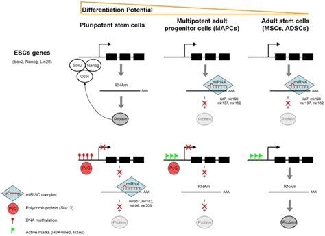 Genes Implicated In Pluripotency Oct4 Sox2 Nanog Are Download Scientific Diagram