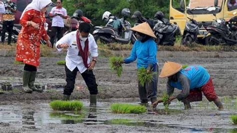 Begini Cara Kementan Tingkatkan Produksi Lewat Budidaya Padi Ramah