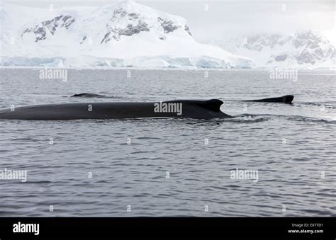 two humpback whales on surface of wilhelmina bay Antarctica Stock Photo - Alamy