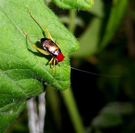 Cricket Phyllopalpus Pulchellus Bugguidenet