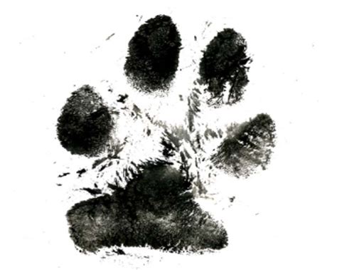 Dog Paw Sketch at PaintingValley.com | Explore collection of Dog Paw Sketch