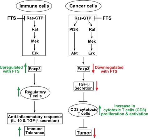 Ras Inhibition By Fts Acts Differently On Foxp3 Expression In Immune