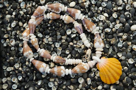 1009 Hawaiian Sea Shell Lei Sunrise Shells Hawaii