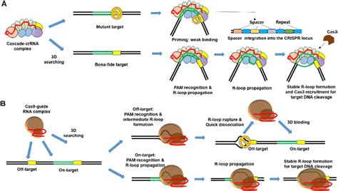 Schematic Model Of Target Searching And R Loop Formation By Cascade Or
