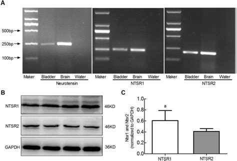 Nts And Ntsr Mrna And Protein Expression In The Rat Bladder The Mrnas