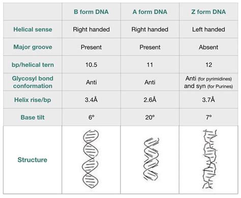 Dna Deoxyribonucleic Acid Definition Structure Function Evidence