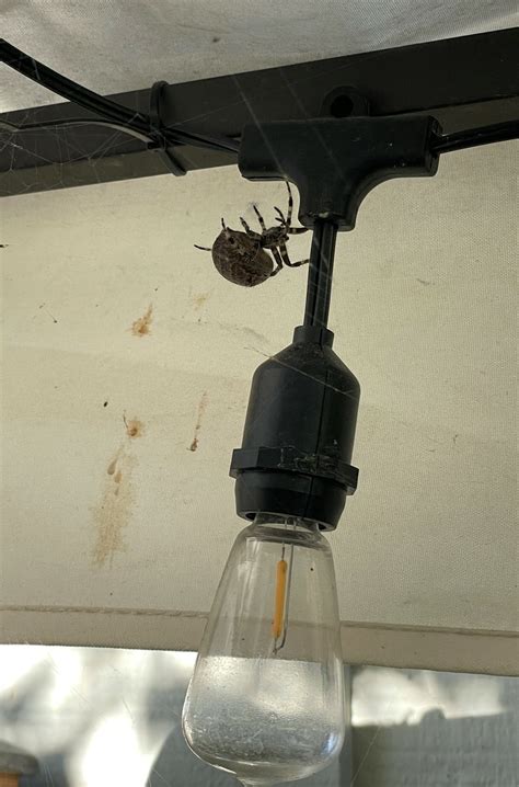 Unidentified spider in Moscow, Idaho United States