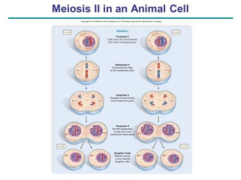 Biol 1000 Chapter 10 Meiosis And Sexual Reproduction Flashcards Quizlet