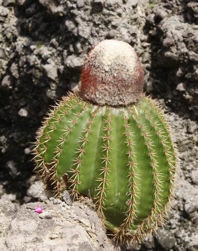 Melocactus Intortus Turks Head Cactus