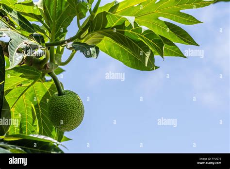 One Young Green Breadfruit Hanging In Tree In Tropical Climate Of