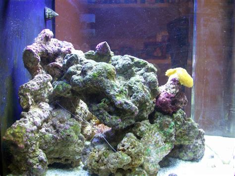 Left Biocube Weeks Tank Shots Nano Reef Community