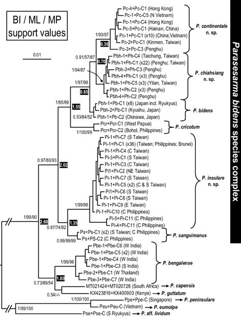 Bayesian Inference BI Tree Of The Parasesarma Bidens Species Complex