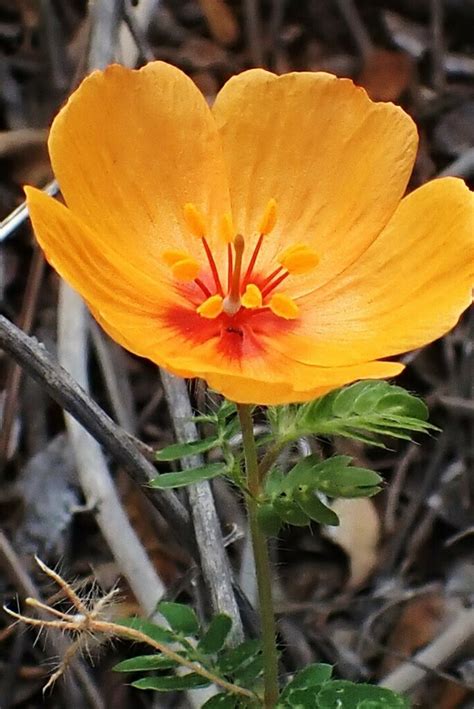 Arizona Poppy From South Mountain Village Phoenix Az Usa On