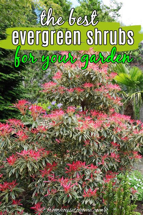 Evergreen Shrubs For Shade That Look Good All Year Artofit