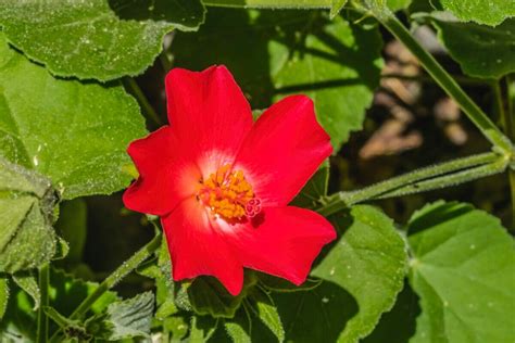 The Hibiscus Handbook: Exploring Types, Species, and Varieties - Petal ...