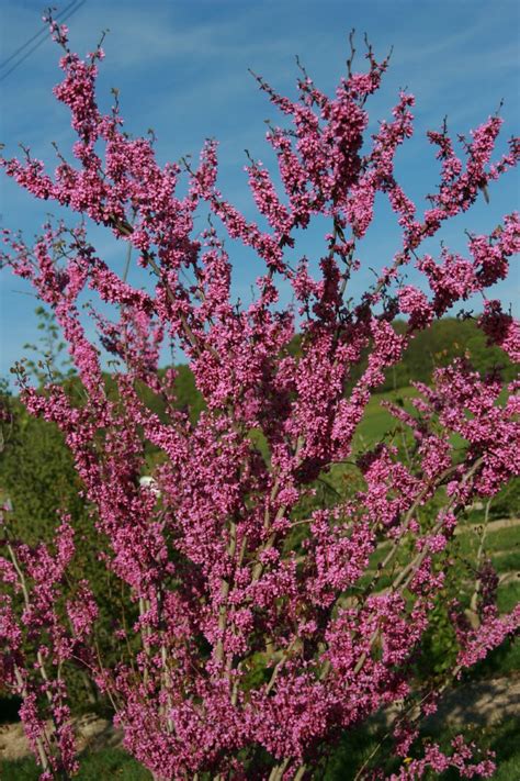 Chinesischer Judasbaum Avondale Cercis Chinensis Avondale Hauenstein Ag