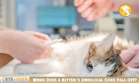 Need to Know About When a Kitten's Umbilical Cord Falls Off