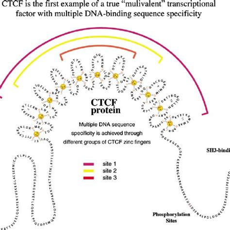 Structural Features Of CTCF And Schematic Illustration Of The