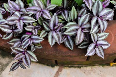 Tradescantia Zebrina Wandering Jew