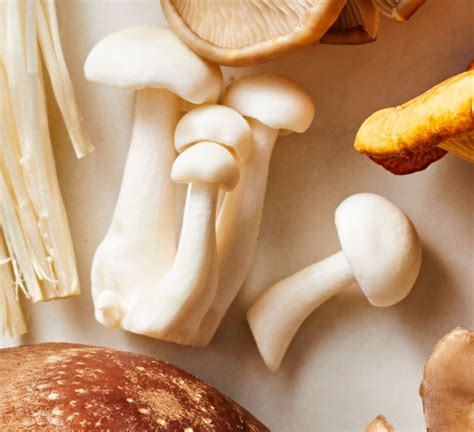 10 Types Of Mushrooms You Should Know In Cooking