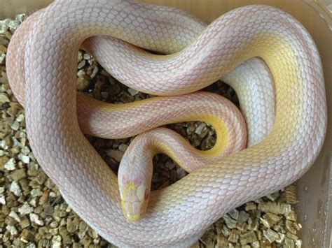 Motley Snow Corn Snake